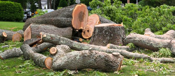 Large Tree Removal in Las Cruces