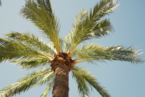 Palm Tree Removal in Las Cruces