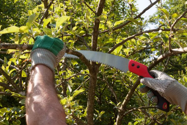Small Tree Removal in Las Cruces