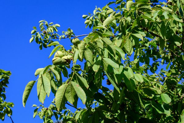 Cost of Walnut Tree Removal in Las Cruces
