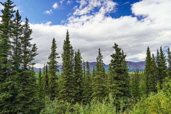 Cost of Spruce Tree Removal in Las Cruces