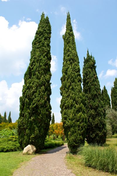 Cost of Cypress Tree Removal in Las Cruces