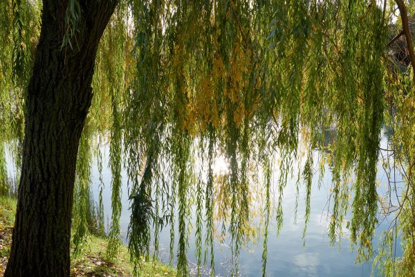 Cost of Willow Tree Removal in Las Cruces