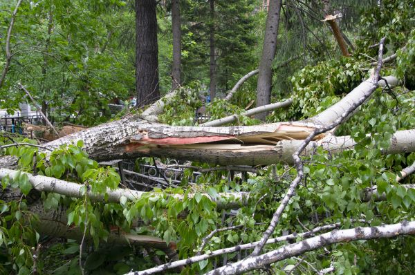 Cost of Birch Tree Removal in Las Cruces