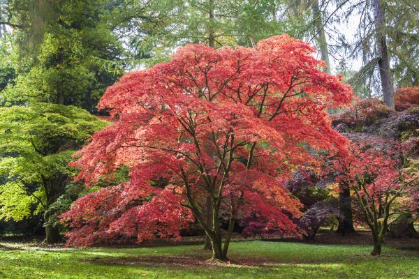 Cost of Maple Tree Removal in Las Cruces