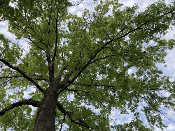 Cost of Oak Tree Removal in Las Cruces
