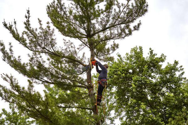 Cost of Pine Tree Removal in Las Cruces