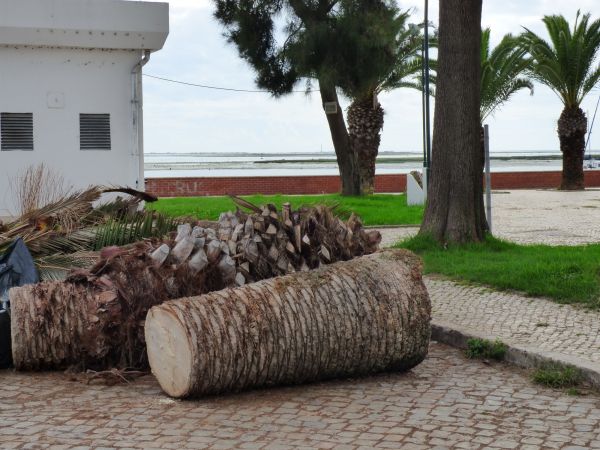 Palm Trees Removal in Las Cruces