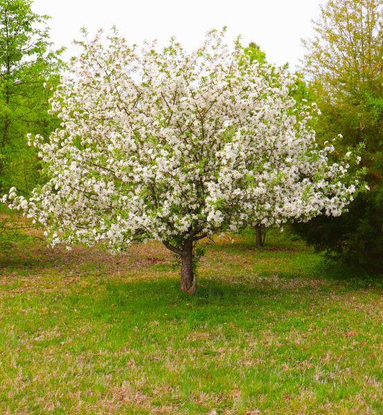 Cost of Dogwood Tree Removal in Las Cruces