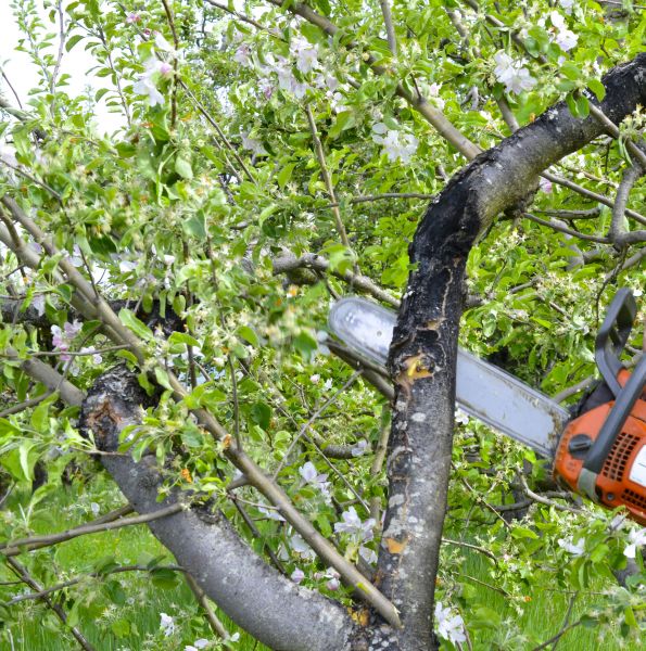 Cost of Apple Tree Removal in Las Cruces