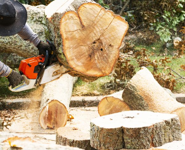 Tree Removal Service in Las Cruces
