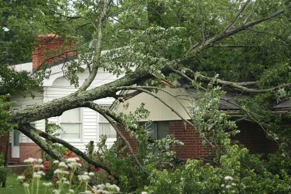 Emergency Tree Removal in Las Cruces