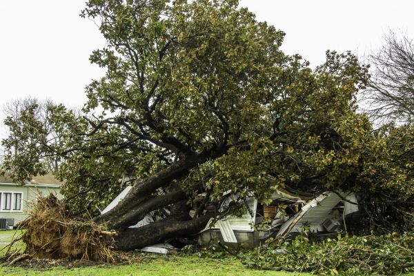 Fallen Tree Removal in Las Cruces