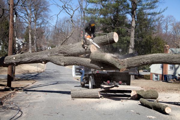 Cost of Residential Tree Removal in Las Cruces
