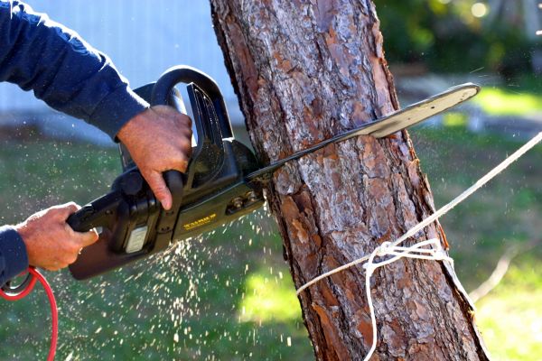 Dead Tree Removal in Las Cruces