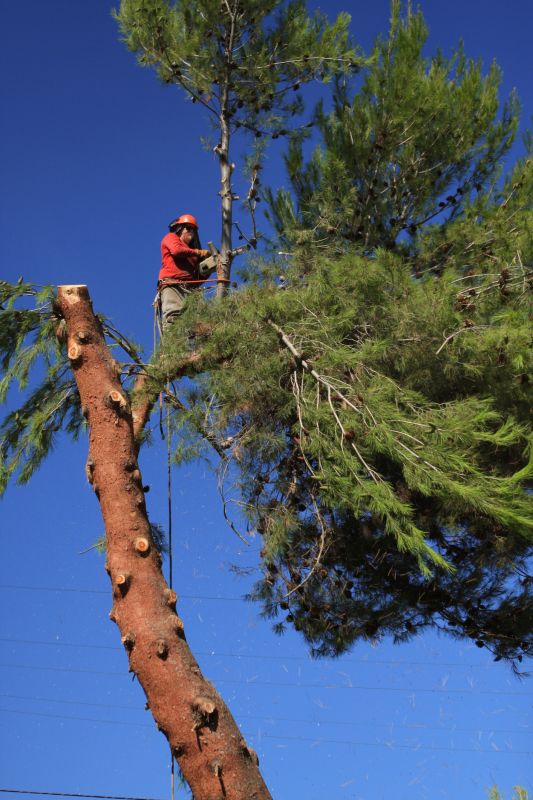 Safety During Tree Removal