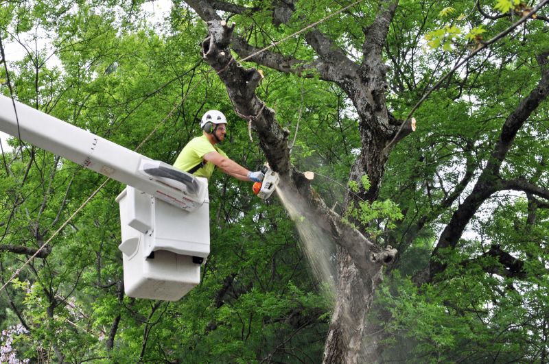 Hazardous Tree Assessment