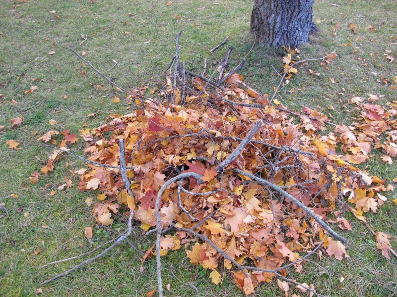 Autumn Tree Removal